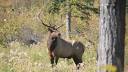 100 Mile Ranch - Elk - 100 Mile House - South Cariboo - British Columbia